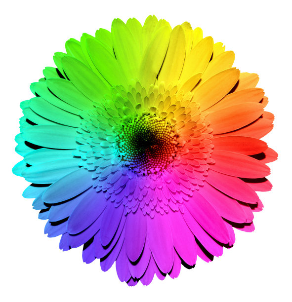 彩虹戈柏花宏孤立在白色图片下载