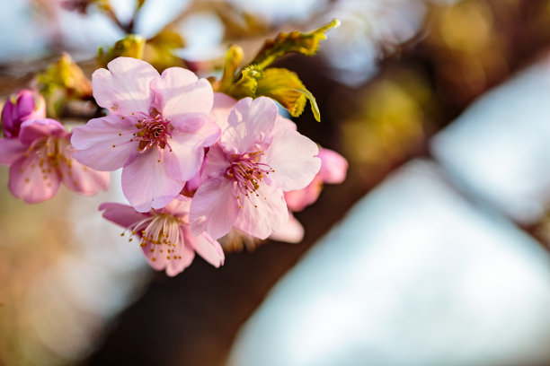 一簇粉红色的梅花图片下载