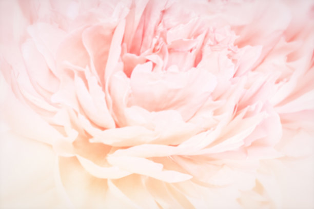 牡丹花开得娇艳迷离。浅深度。贺卡的背景。花的模板。蜡笔的图片下载