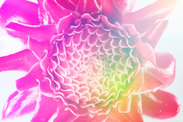 美丽的花瓣，微距和美丽的彩色滤镜，作为背景。图片下载