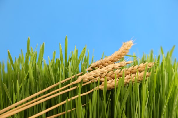 蓝色背景上的小麦草图片下载