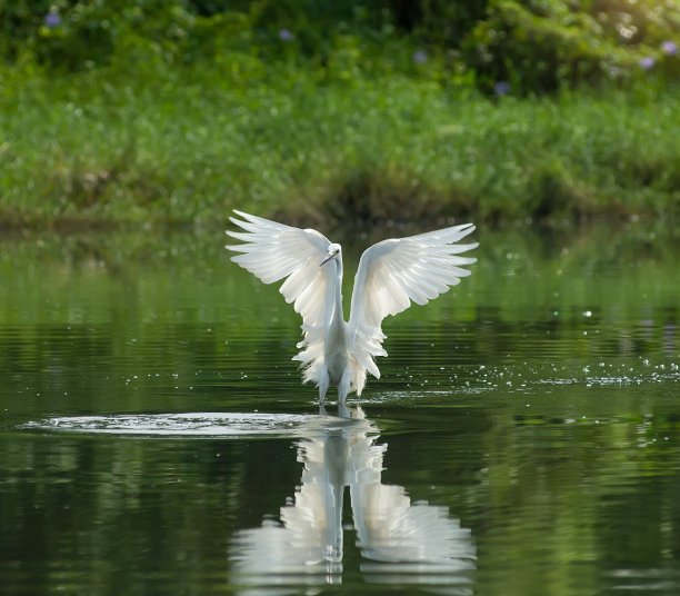 白鹭在水陆间嬉戏素材图片