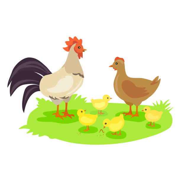 鸡的家庭。公鸡，母鸡和小鸡图片下载
