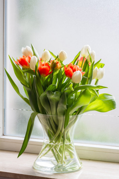 窗台上玻璃罐中的郁金香，红色和白色图片下载
