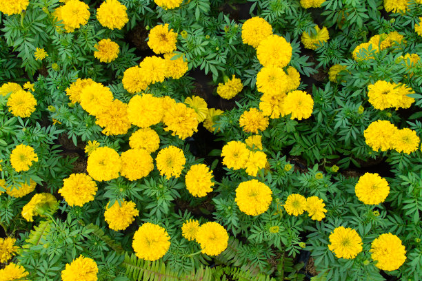 金盏花图片素材ID：314038044