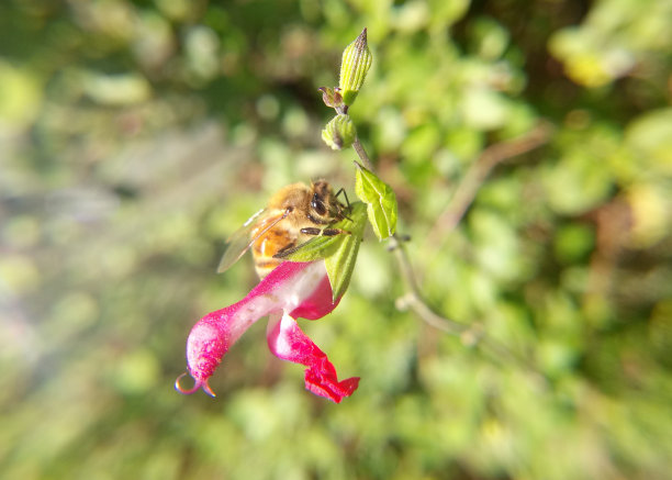一只蜜蜂在花上的特写。图片下载