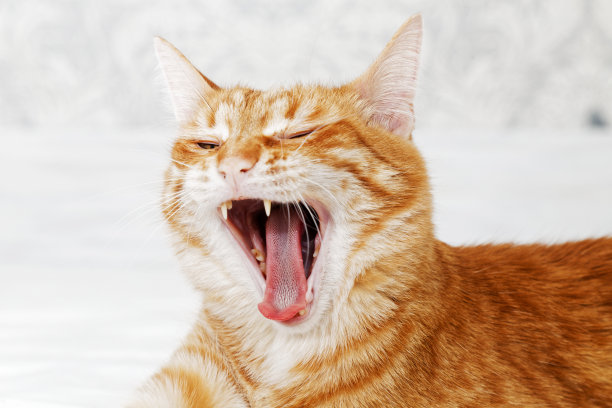 近距离肖像打哈欠姜猫图片下载