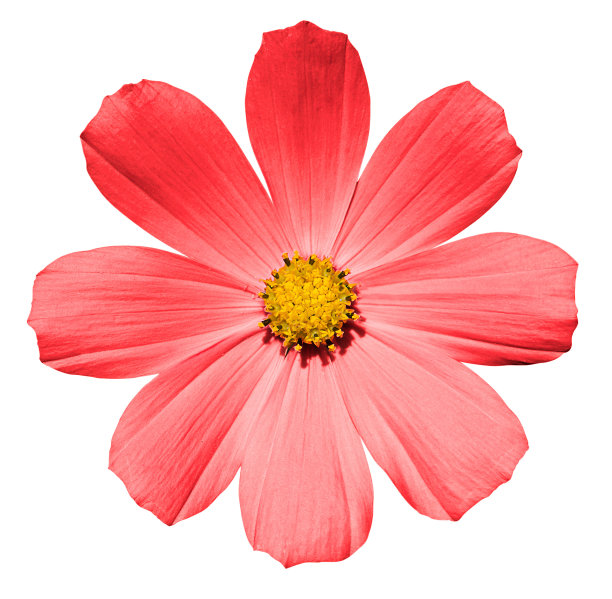 红花报春花孤立在白色上图片下载