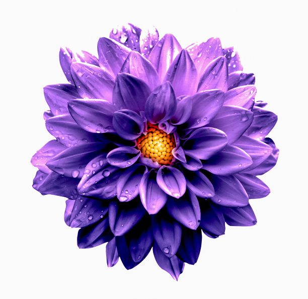 超现实的深铬紫色大丽花宏孤立在白色图片下载