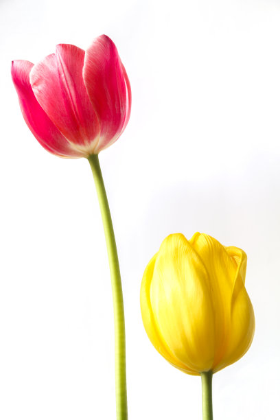 红色和黄色的郁金香花。图片下载