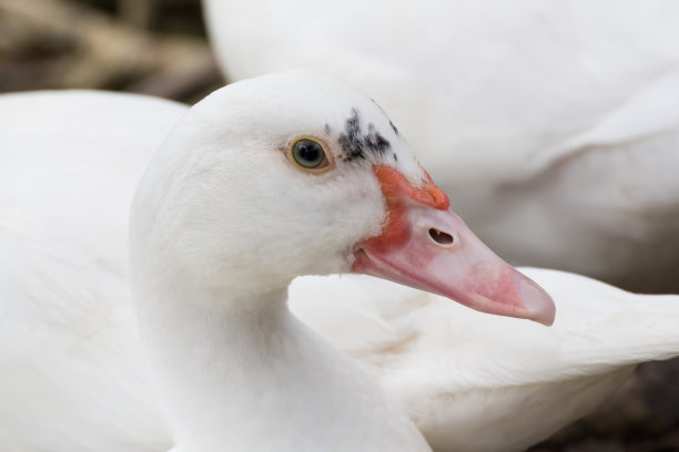特写白鸭子素材图片