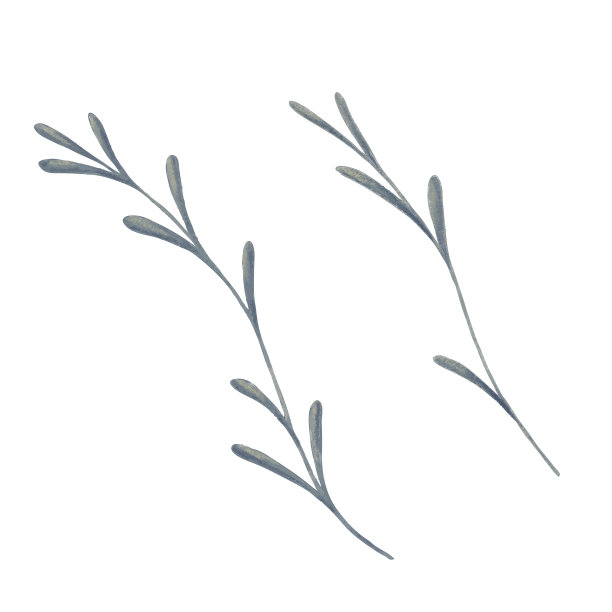 花。野外植物图片下载