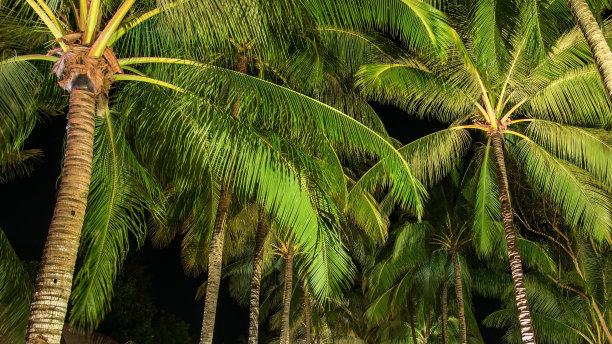 热带海滩上的棕榈树图片下载