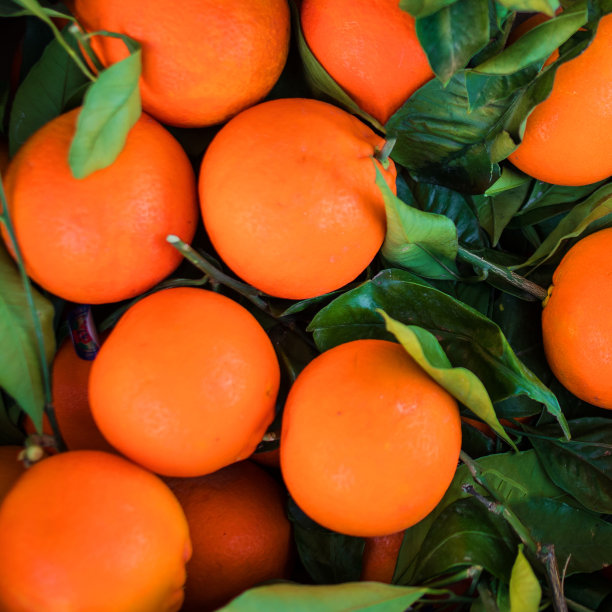新鲜的橙子和绿色的叶子作为背景纹理。新鲜采摘的成熟橙子。柑橘类食物’图片下载