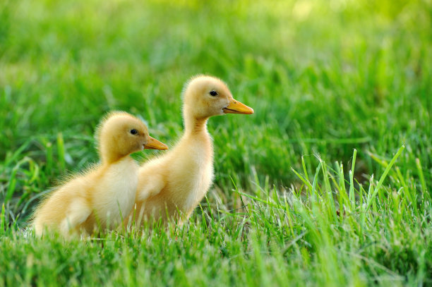 绿草的小鸭子图片下载