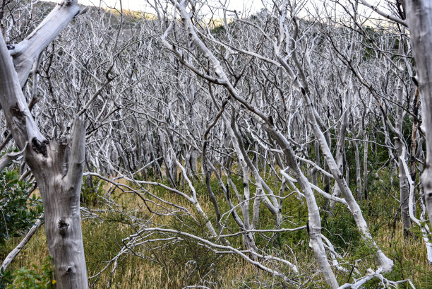 烧焦的森林(Nothofagus pumilio) trees, Torres del Paine, Patagonia，智利图片下载