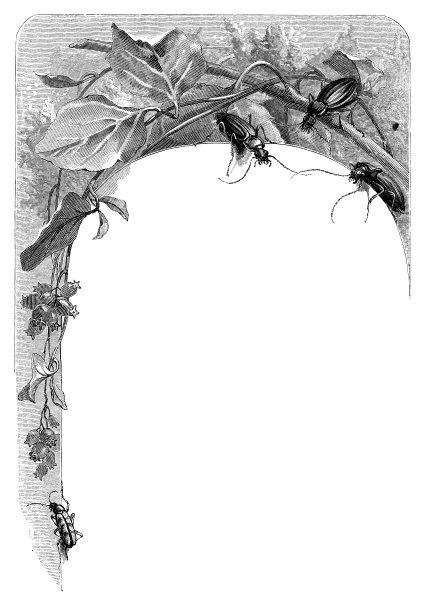 甲虫植物图片下载