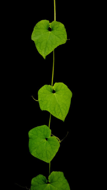 绿色自然之美图片下载