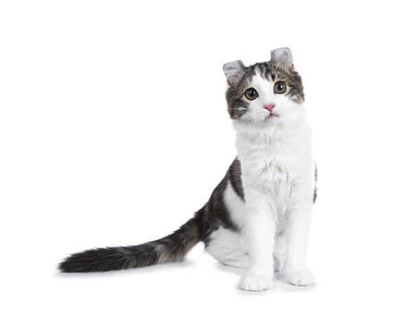 黑色虎斑猫和白色美国卷毛猫/小猫素材图片