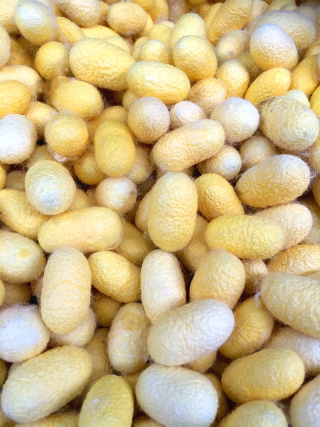 天然白色和黄色的蚕茧或蚕网图片下载