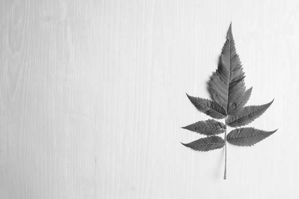 背景上的植物组成图片下载