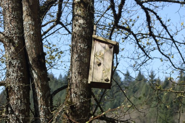 森林里的动物酒店图片下载