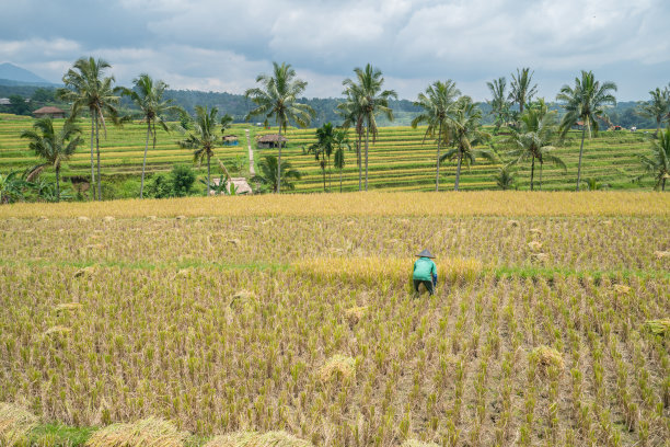 农民，印尼巴厘岛乌布的梯田图片下载