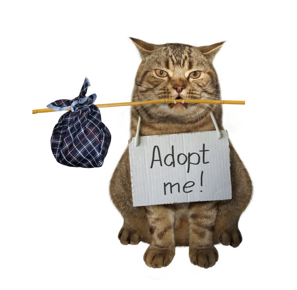 猫在找主人图片下载