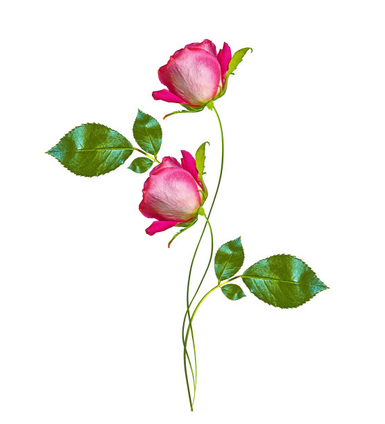 玫瑰花蕾图片下载