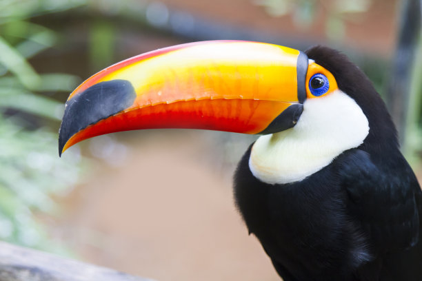 伊瓜苏瀑布图片素材ID：314142744