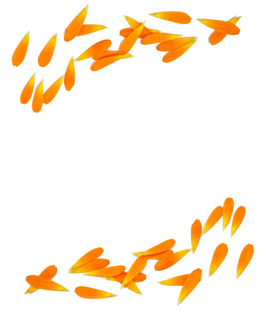 金盏花图片素材ID：314143794