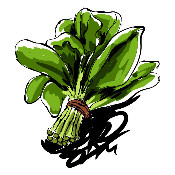 菠菜绘画图片下载