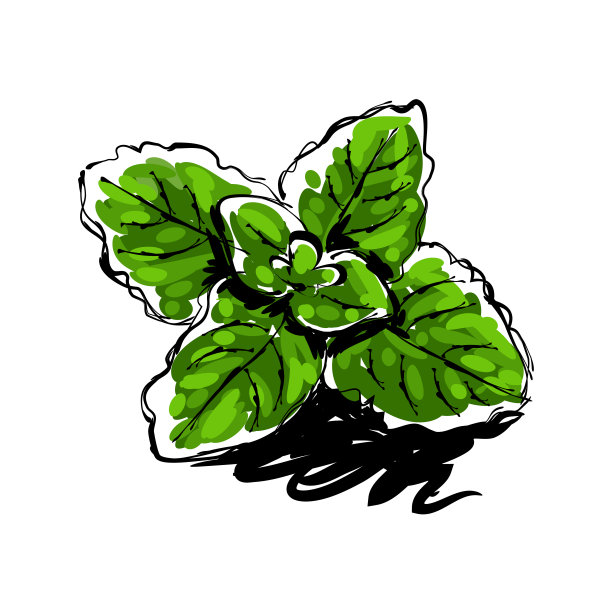 薄荷叶子画图片下载