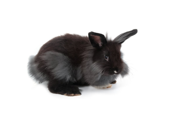 可爱的兔子图片素材ID：314152344