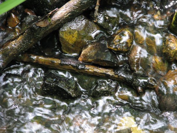 森林小溪，小溪，石头，树枝和落叶图片下载