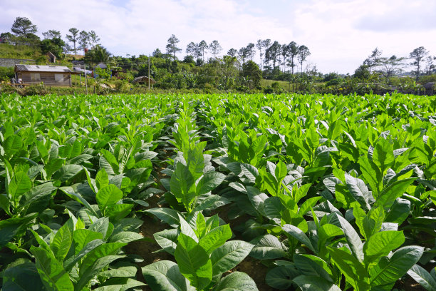 烟草领域图片下载