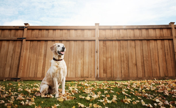 人类最好的朋友图片下载
