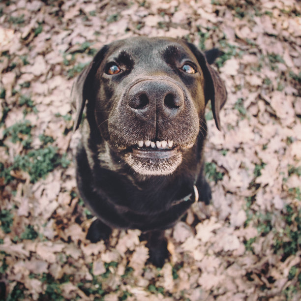 你最好的朋友，可爱的狗从上面微笑的照片图片下载