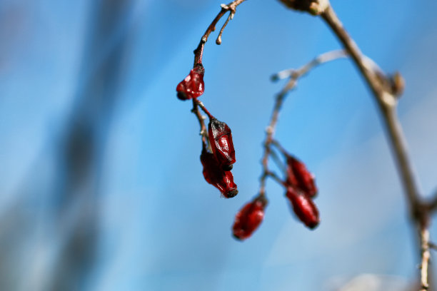 日落时的浆果图片下载