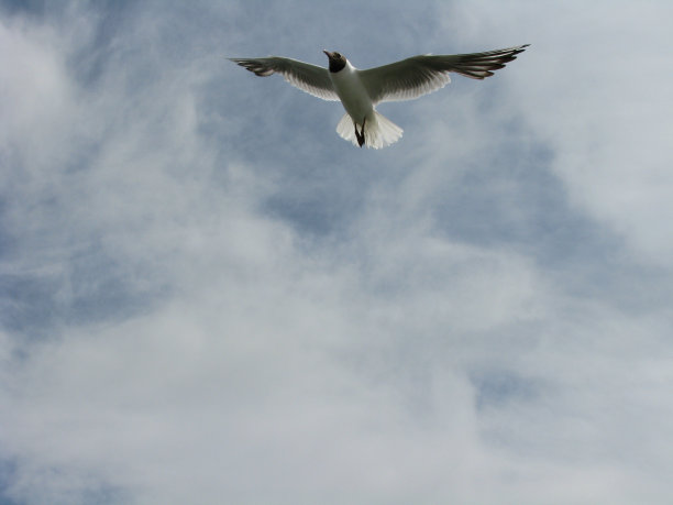 一只飞翔的海鸥在天空中飞翔图片下载