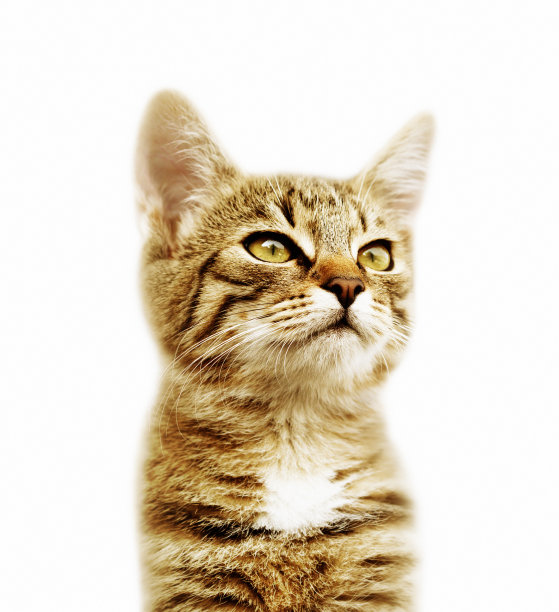 小猫的肖像在白色的背景图片下载