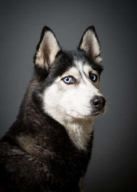 西伯利亚雪橇犬的肖像图片下载