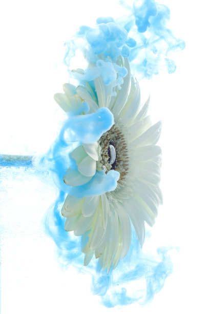 明亮的蓝色花与飞溅孤立在白色的背景图片下载