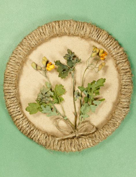 植物标本。图片下载