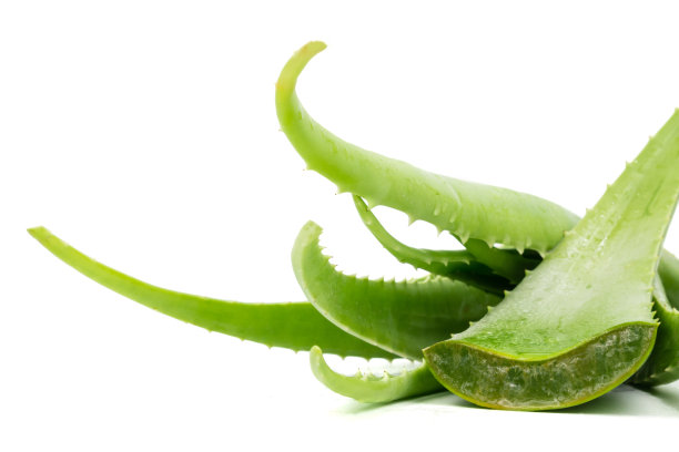 白色背景上的芦荟植物。芦荟在传统医学中被用作皮肤治疗。图片下载