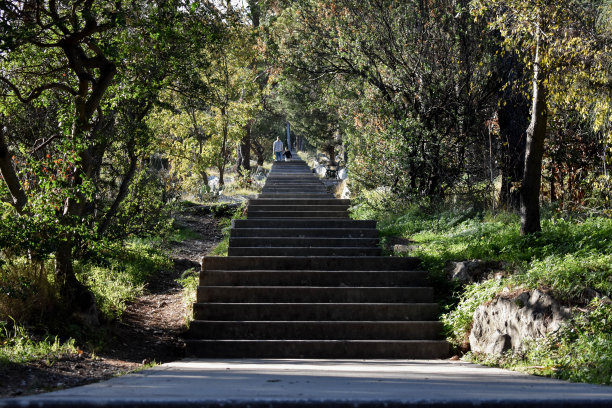 树林里的楼梯/徒步旅行小径/森林里的楼梯图片下载