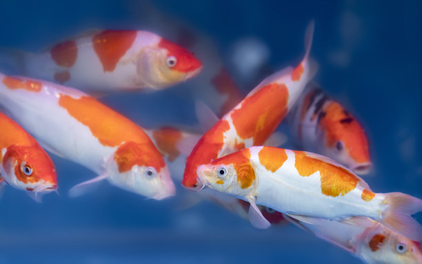 美丽多彩的鱼在鱼缸里游泳图片下载