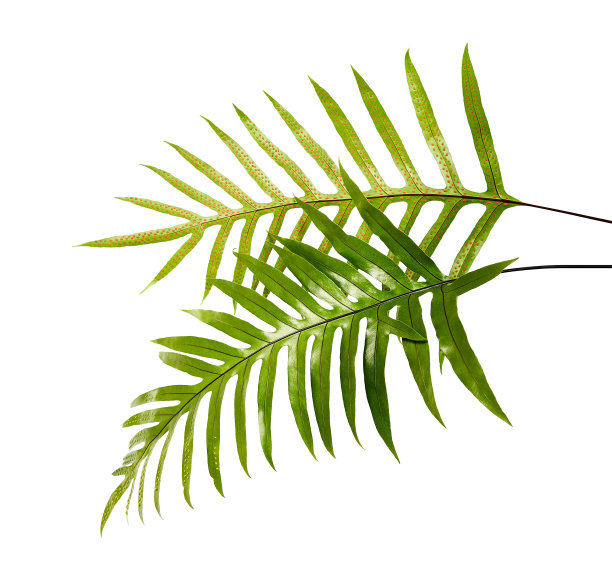 疣蕨叶，观赏叶，蕨孤立在白色的背景上，具修剪路径图片下载