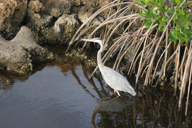 苍鹭(dsc07384)图片下载