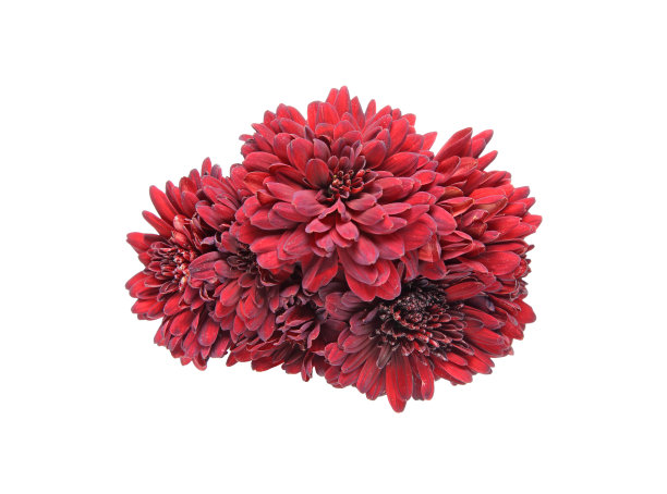 白色背景下的一束菊花素材图片